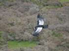 Andean condor male in Patagonia. South America, Chile, Magallanes. Art Print